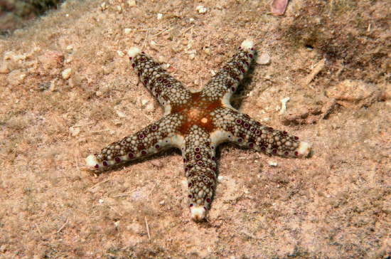  Neoferdina cumingi (Cuming’s Sea Star)